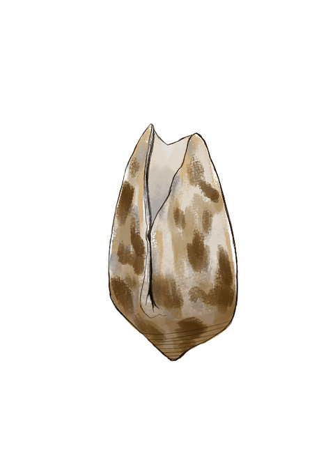イモガイのtwitterイラスト検索結果 イモガイのtwitterイラスト検索結果