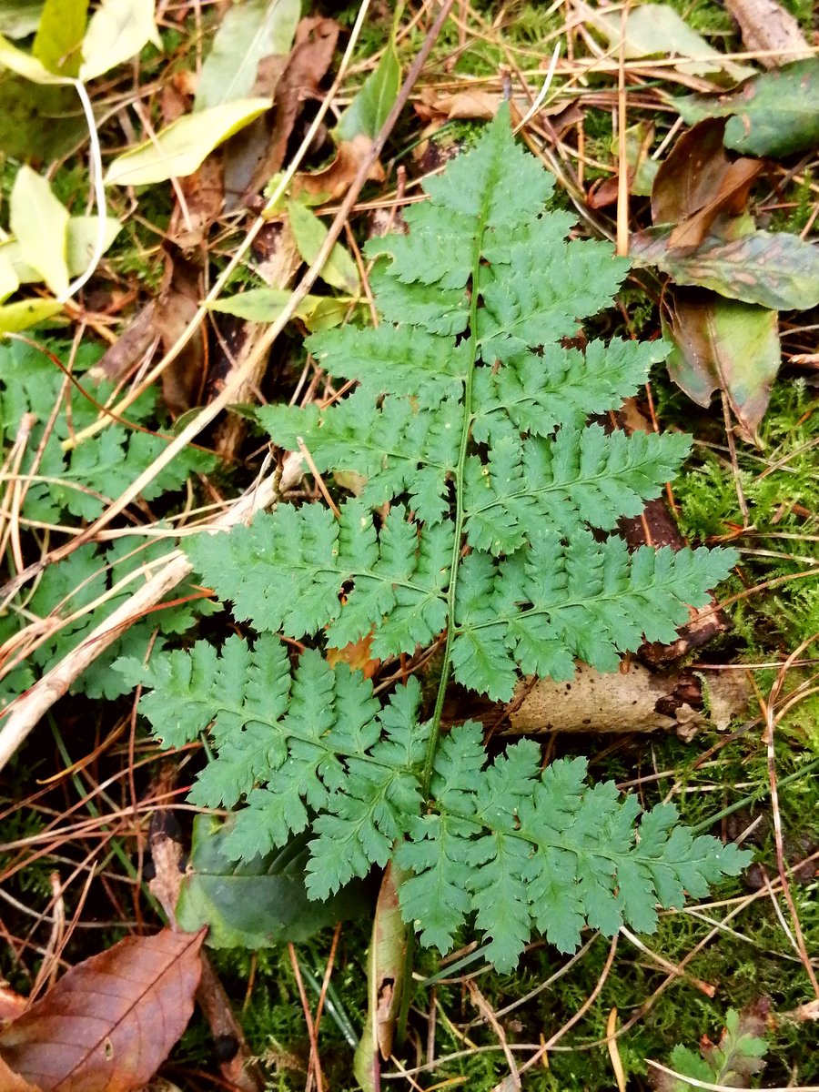 Ian Jeffrey tweet media