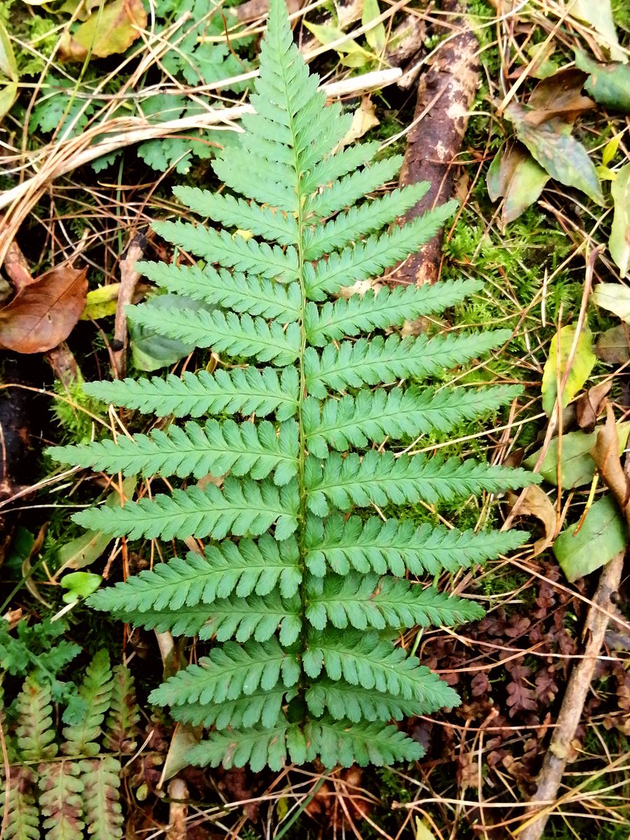 Ian Jeffrey (@ianjeffrey17) on Twitter photo It's #FernFriday which is like #wildflowerhour but better 😉 Two common wood ferns, Dryopteris dilata and D. filix-mas among autumn leaf litter in Sefton Meadows <a href="/FernBPS/">British Pteridological Society</a> It's #FernFriday which is like #wildflowerhour but better 😉 Two common wood ferns, Dryopteris dilata and D. filix-mas among autumn leaf litter in Sefton Meadows <a href="/FernBPS/">British Pteridological Society</a>