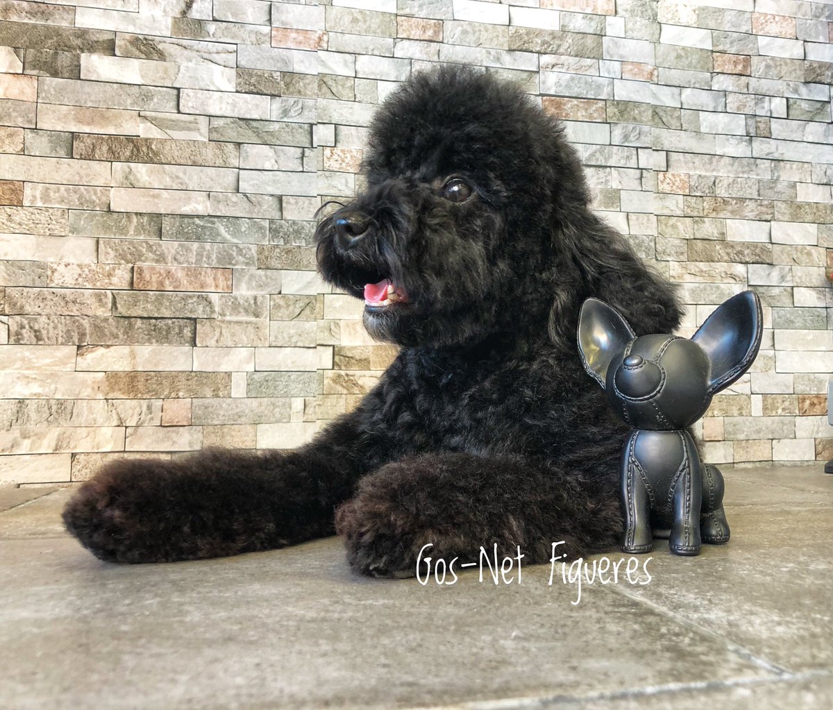 gosnetfigueres's tweet photo. Nala, preciosa caniche... un regalo trabajarla por la conexión maxima que hemos conseguido, esta encantada con los beneficios de Gos-Net♥️🐾✂️😍 #gosnetfigueres #belleza #mircat #equipazo #mascotas #diadelperro #partidopacma #spam #caninos #perros #figueres #empordà #bondia https://t.co/nHSS3YEleb