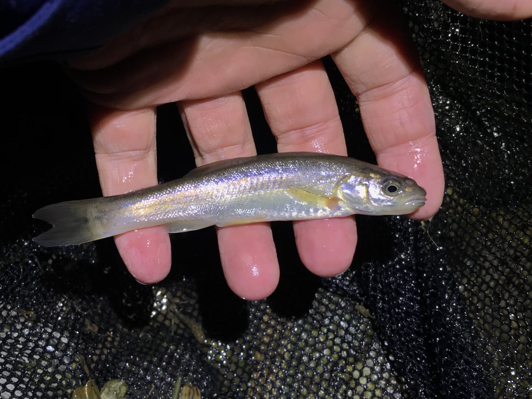 れおん たぶんそれ 冬のアブラハヤはこんな感じ タカハヤ アブラハヤは触ると粘液でヌルヌルしてるからわかりやすいよ