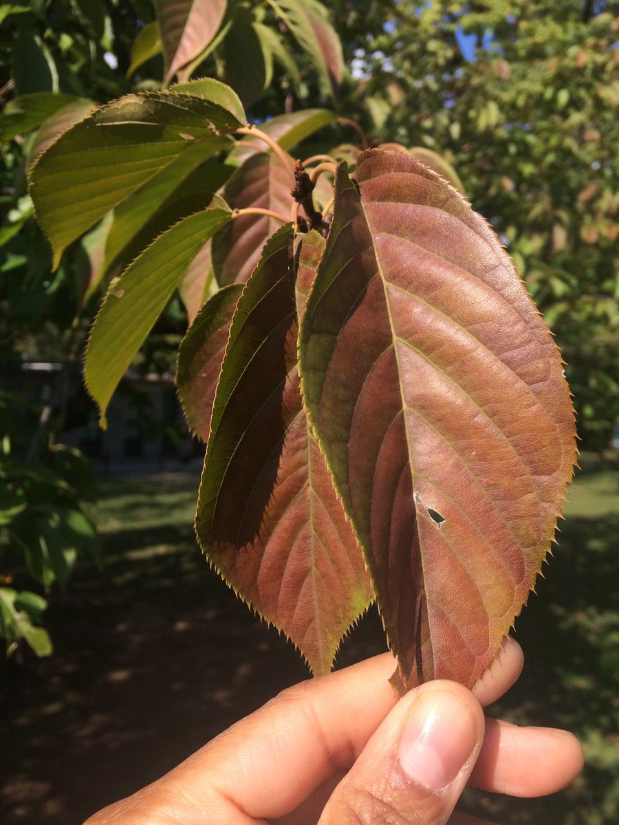 Two colored leaves from the same  #Prunusserrulata in  #WashingtonSquarePark.   #kwanzancherry  #phenology  #fallfornyc