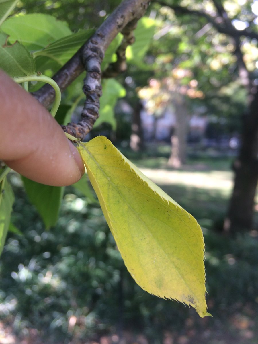 Two colored leaves from the same  #Prunusserrulata in  #WashingtonSquarePark.   #kwanzancherry  #phenology  #fallfornyc