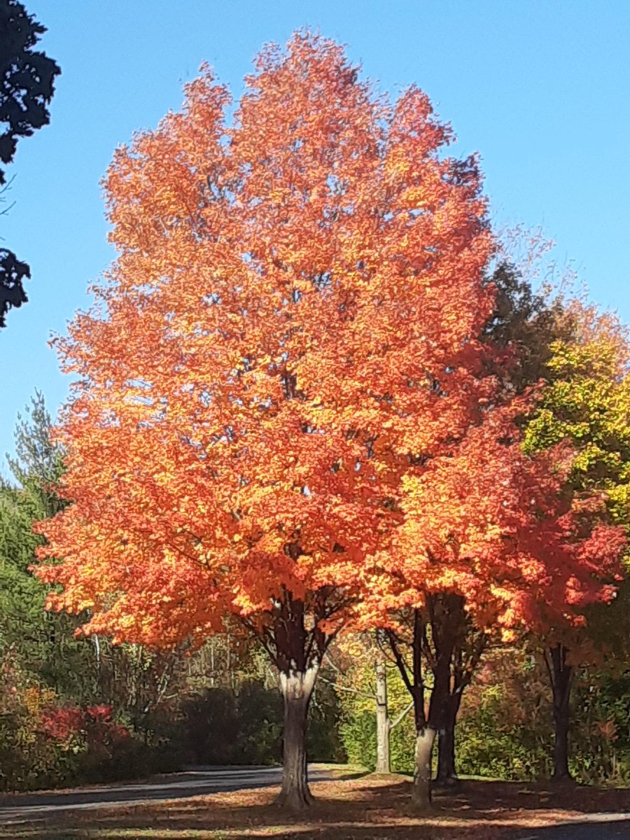 gorgeous_pix's tweet photo. Autumn Maple in Catskills of New York. From u/HellsJuggernaut on /r/mostbeautiful #newyork #autumnmaple #catskills #mostbeautiful https://t.co/M0BAZBspv2