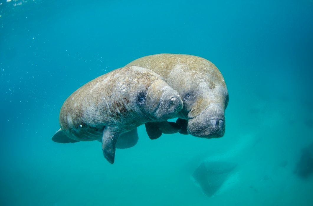 wyldlyfe_com's tweet photo. Unfortunately, the West Indian Manatee finds itself on the endangered species list due to loss of habitat and collisions with boats and ships. Be mindful of manatee zones and protect our endangered species! ✨
#teamwyldlyfe #saveourwildlife  #saveourocean #endangeredspecies https://t.co/cKbeAu5bGI