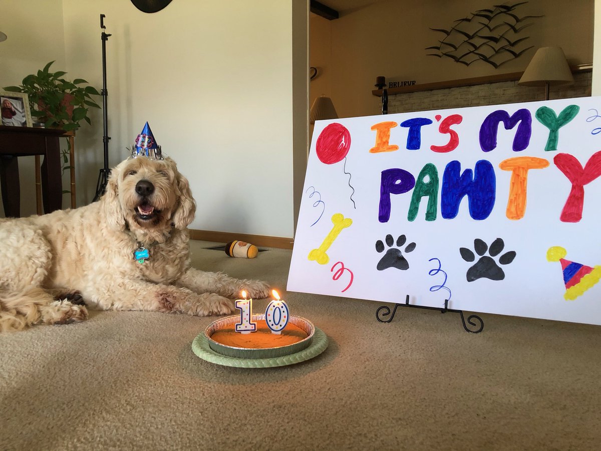 WoofPackTrails's tweet photo. Fri-YAY Micah is 10 years old today!! 🥳🥳 He’s celebrating by eating a yummy pumpkin spice cake from #PuppyCakeLLC 💕 Go wish him a PAW-some birthday! 🐾
•
•
•
#OntheGoWoofPack #birthdaypost #goldendoodle #puppy #dogs #friyay https://t.co/iZ224q6zst
