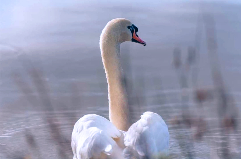 SocialAgUK's tweet photo. There is just over 2 months until the end of the year, spend those months growing your social platforms and swan into the new year a social media expert by following @SocialAgUK and learning all the tips and tricks 📱#SocialMedia #RuralLife 

📷 Gina Rymer https://t.co/JedsQemEQS