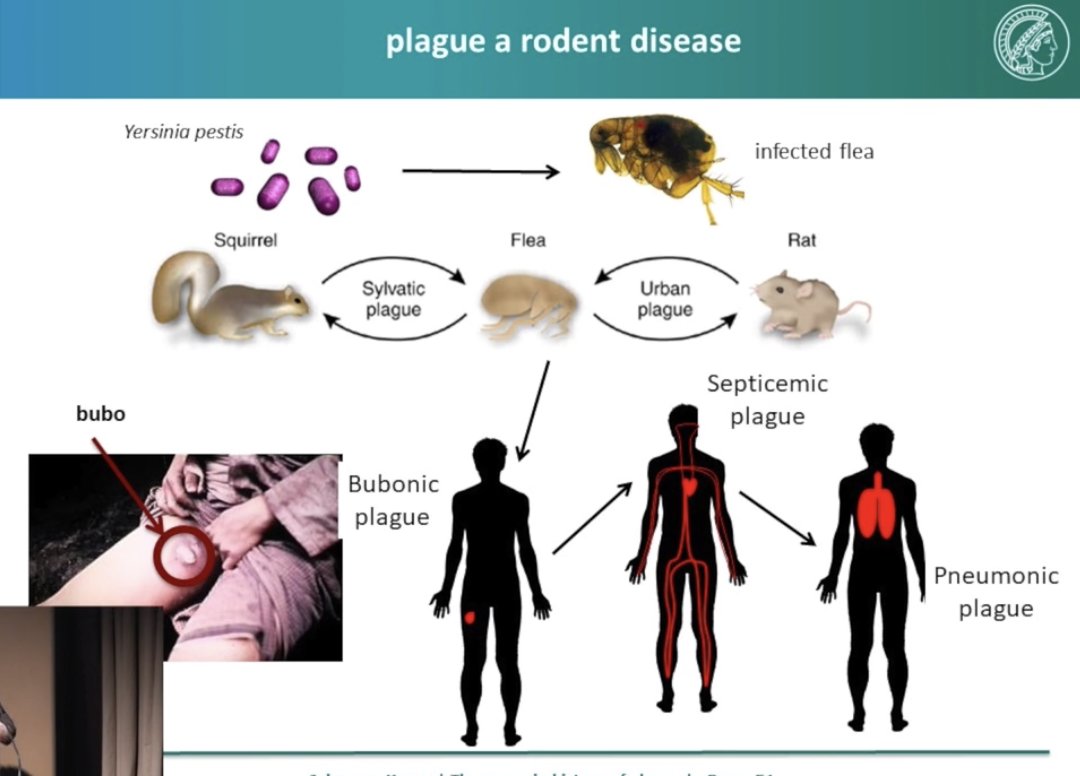 There were three ways that a human could be affected by Y. pestis. One is through the bubonic plague (where the pathogen would travel through the lymph system), another is through a septicemic plague (through the blood), and lastly through a pneumonic plague (through the lungs).