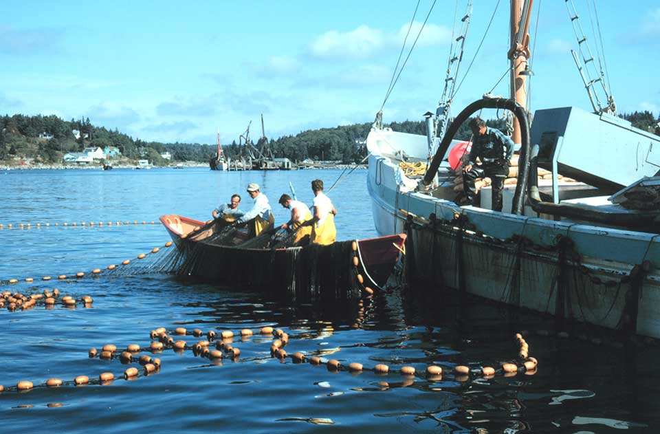 Danger in Numbers

Researchers find that modern fishing could be changing important fish behavior

eemb.ucsb.edu/news/all/2020/…