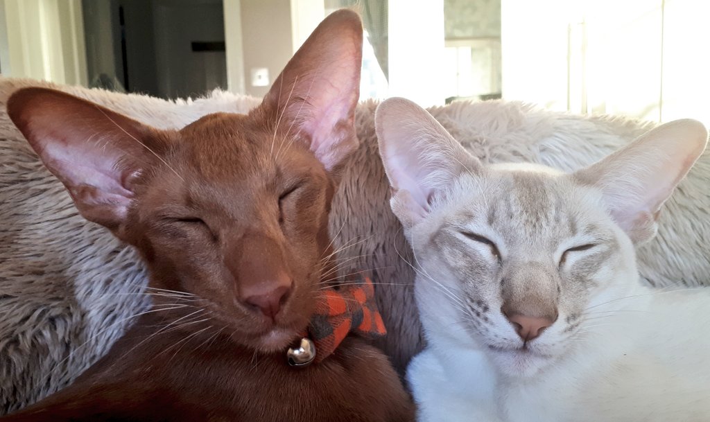 jolenehunter's tweet image. The #SnuggleMonkeys! 18 hours sleep to be in top form while mum and dad are packing the house 😮🙈 #TheyNeedOurHelp #WheresWalter🐒 #JessiePinks🐯 #CatsOfTwitter #CatsOfTheQuarantine #cute #CatsOfInstagram @Diablo_Siamese