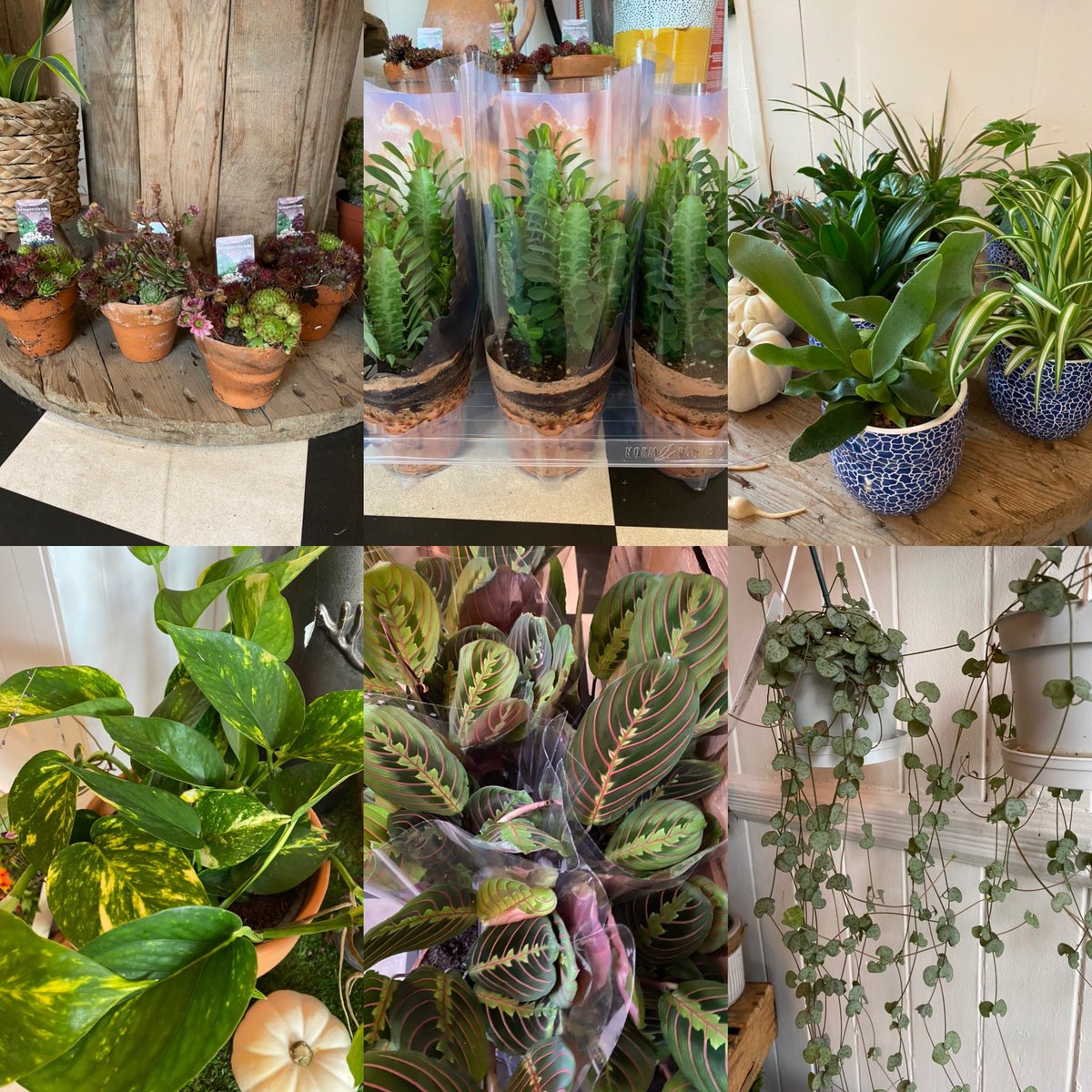 o_loft's tweet photo. @o_loft  Back open Monday 26th Oct  for all your Fresh flowers and a fab selection of plants, see you all soon 😊 @newcastle @florist @centralstation @ne1 @northernrail @my_metro @newcastle @ https://t.co/S5knv6xMW6
