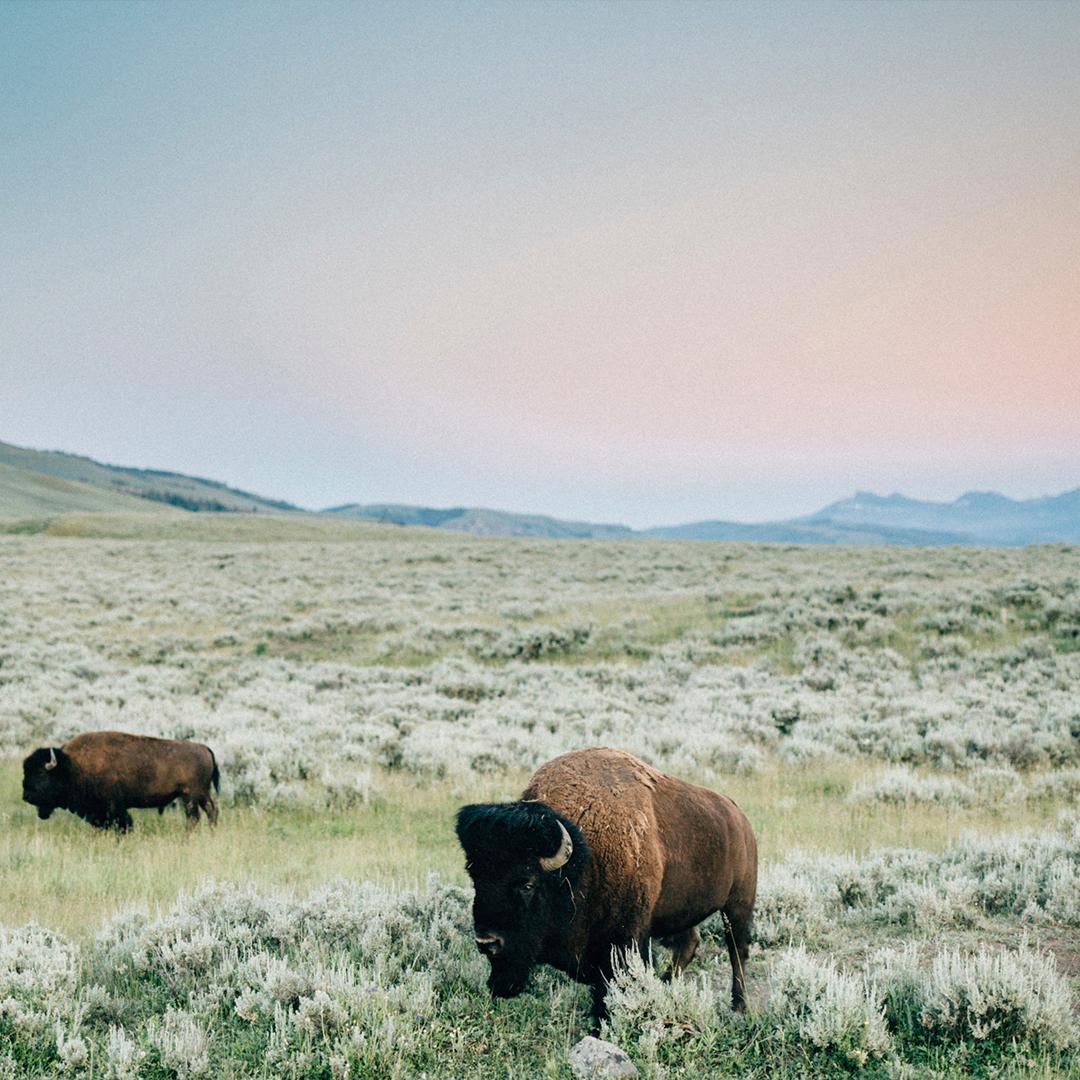 CheapTickets's tweet image. Looking for a home where only buffalo roam? Check out these less crowded state parks: bit.ly/37DELhU