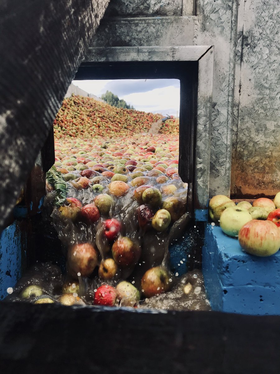 SidraCortina's tweet photo. Les manzanines siguen su camín al llagar💦 Colores, olores y sabores que solo se disfrutan en plena #mayanza ¡y cómo nos gusta!🍎 

Con esta prestosa imagen cerramos semana y os deseamos un ¡Feliz puente!👏

Disfrutad lo que podáis, siempre con cabeza que el #virus no descansa❌ https://t.co/D79hu6rNVB