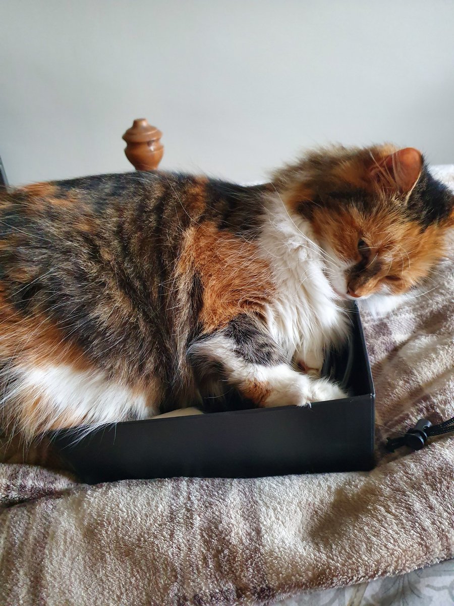 JacTriskelion's tweet photo. @PickliciousF Ah that is wonderful. I am 4 too and I like squishing into small boxes. You're beautiful ❤ https://t.co/8h3tt5TsUh