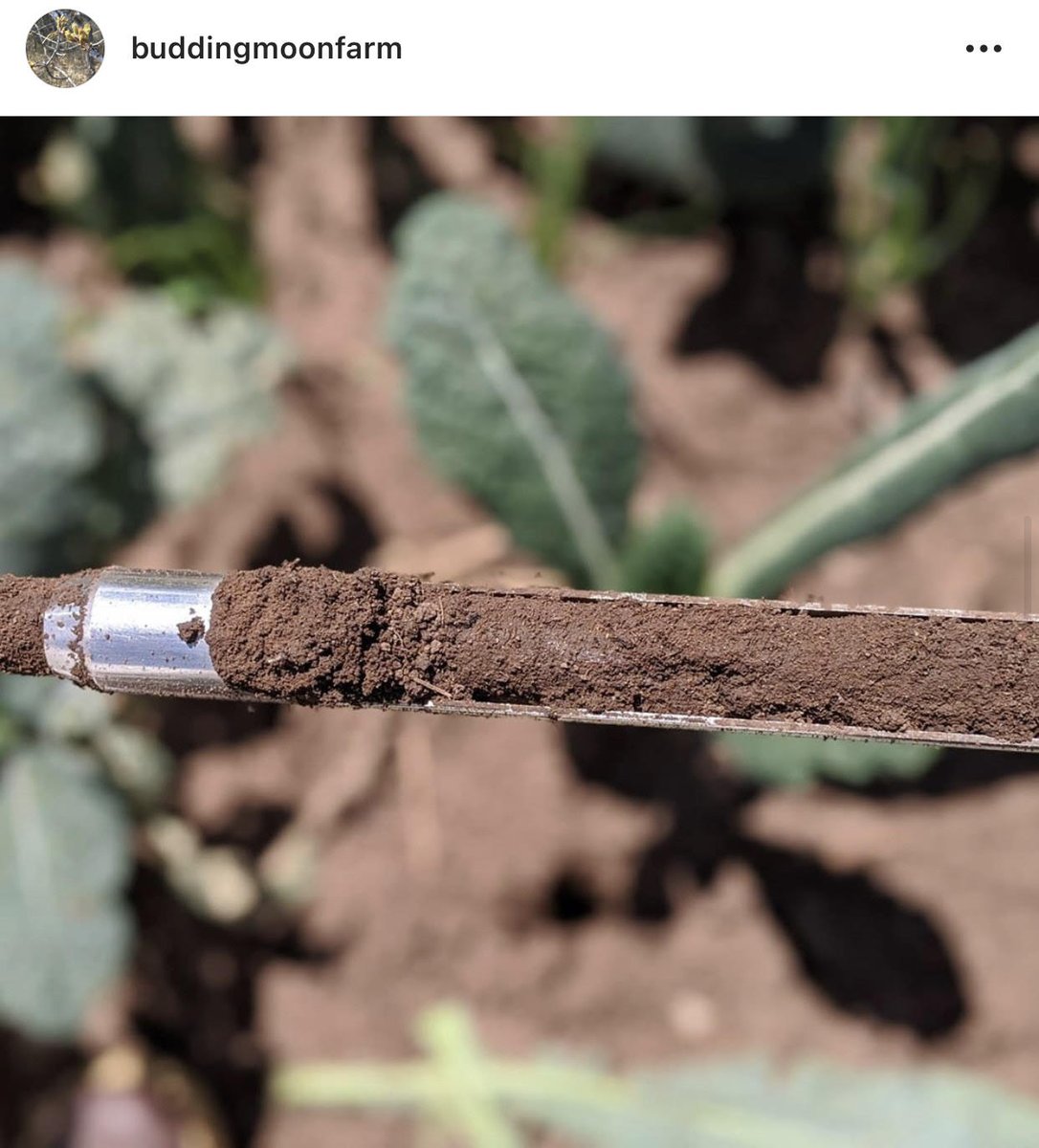 The RFC lab is overflowing with soil samples from our Grower Partners! Along with crop samples, our GPs send in a total of six soil samples per crop for testing. This helps us detect the best soil practices for growing nutrient-dense produce! Photo thanks to Budding Moon Farm!