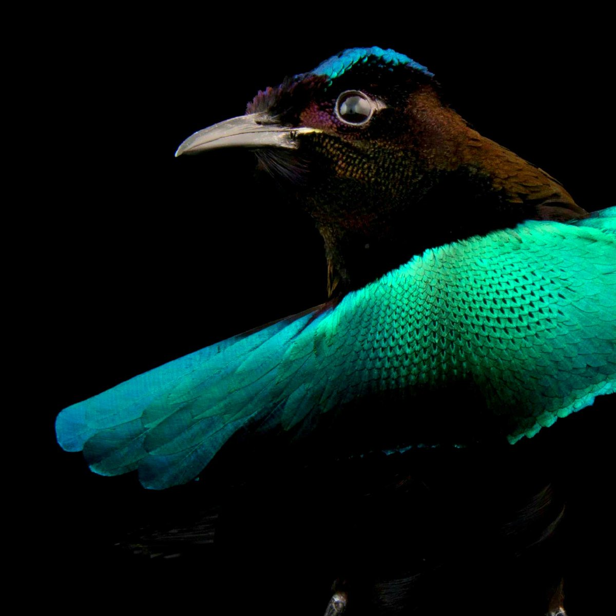 ParadiceOf's tweet photo. Morning everyone! I hope you are having a fantastic Friday! Hop on over to the Birds of ParaDice kickstarter and pick up a set of Superb Bird of Paradise! This birds black feathers take in 99.95% of light!

https://t.co/vRsvjXTPfV

#dice #kickstarter #BirdsofParaDice #BoP #DnD https://t.co/7Zncs8buk6