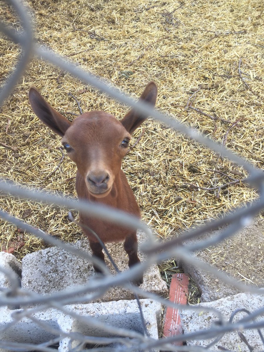 BrigittePowell1's tweet photo. Baby goats making short work of our olive tree cuttings this week. No waste and the local farmer is happy! 😊🇪🇸 https://t.co/3i0m5gGJoW