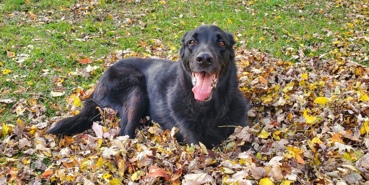 Don't mind me, just blessing your timeline with a Fall pic of my 11 year old dog.