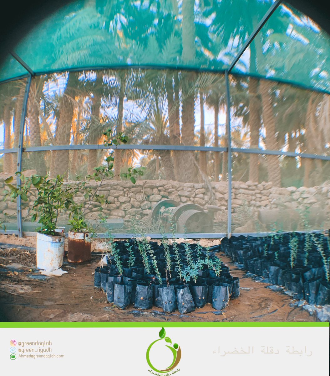 green_riyadh's tweet photo. بإمكانياتنا المحدودة نستمر في #دقله معًا في خدمة البيئة والتشجير الذي بدوره يحد من أهم العوامل المؤثرة على #البيئة مثل #التصحر و #التلوث_البيئي  و #الاحتباس_الحراري. 

#عمل_تطوعي #زراعة #تشجير  #كلنا_مسؤول   #greendaqlah #planting #enviroment  #volunteering #work #ClimateAction https://t.co/EmJjUFynr7