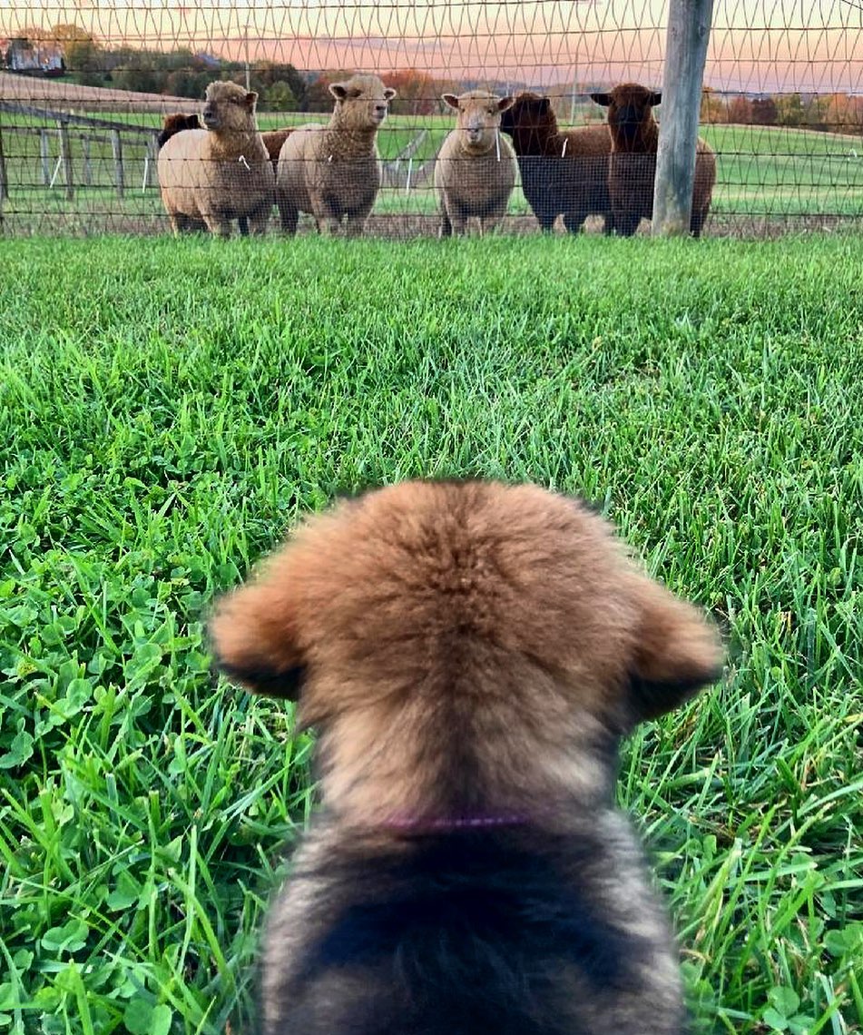 Making new friends at The Farm (open for a surprise!)🐾❤️ #FarmFriday https://t.co/rnRvMG89nu