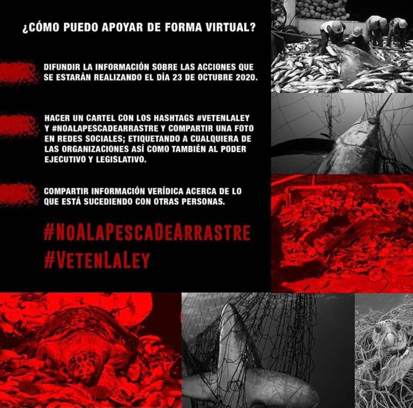 ASEAPUCR's tweet photo. ¡La pesca de arrastre es un desastre!
#VetenLaLey
#NoALaPescaDeArrastre
#vidamarina
#pescadearrastre
#ambiente
#aseap
#VetoALaPescaDeArrastre https://t.co/vBnmCTzk8A