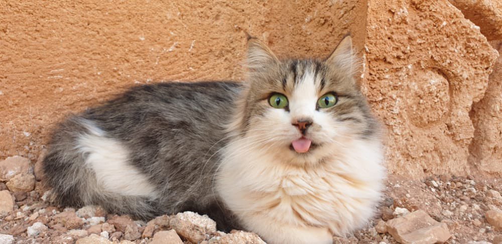 SyrianSanctuary's tweet photo. Looks 😺 https://t.co/4my0stE0eY