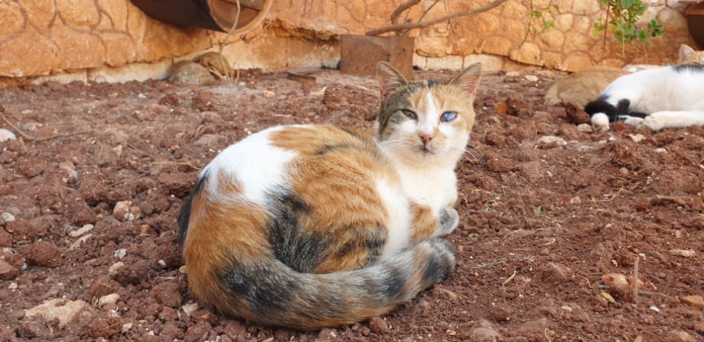 SyrianSanctuary's tweet photo. Looks 😺 https://t.co/4my0stE0eY