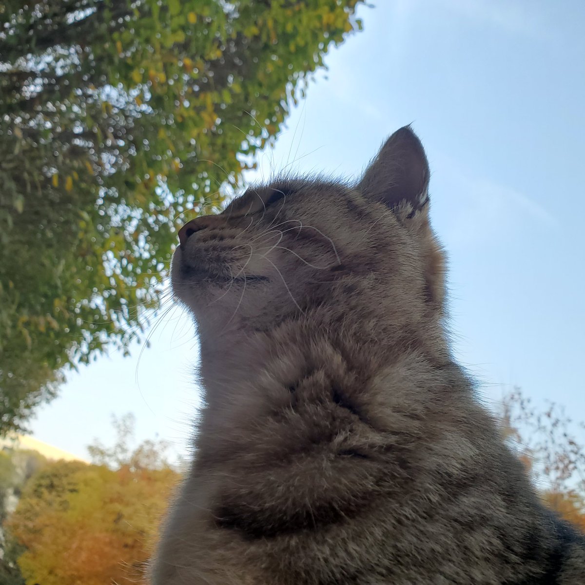HEi2IsRON's tweet photo. What a cute cat 🐈 😍 https://t.co/Aj91e8Onpj