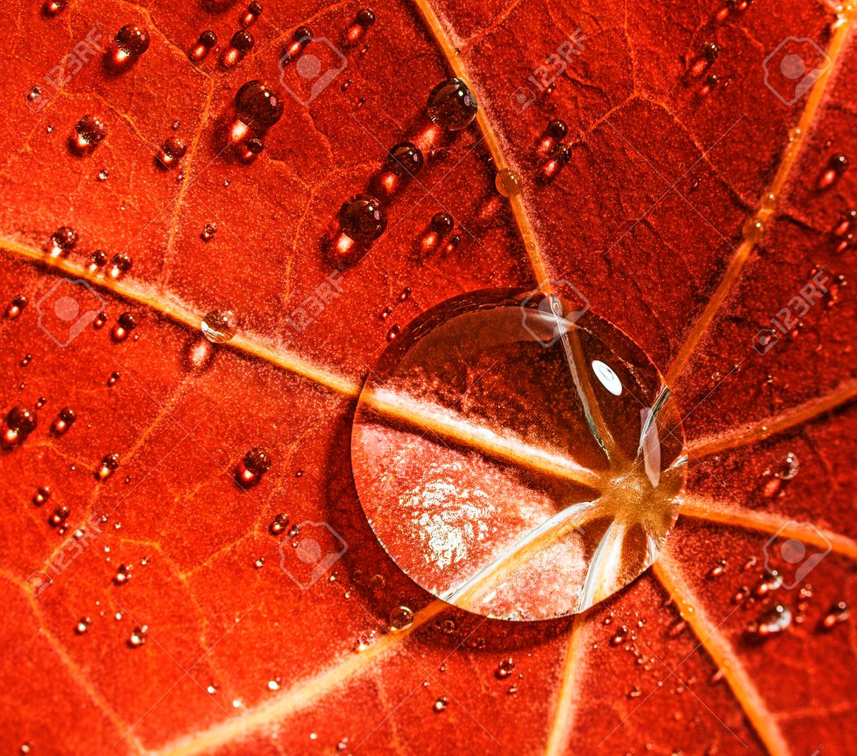 Dew on quaking leaves
Whipped by aching winds. Dying.
Soon to fall, they shine.

#haiku 
#impermanence
#autumnleaves