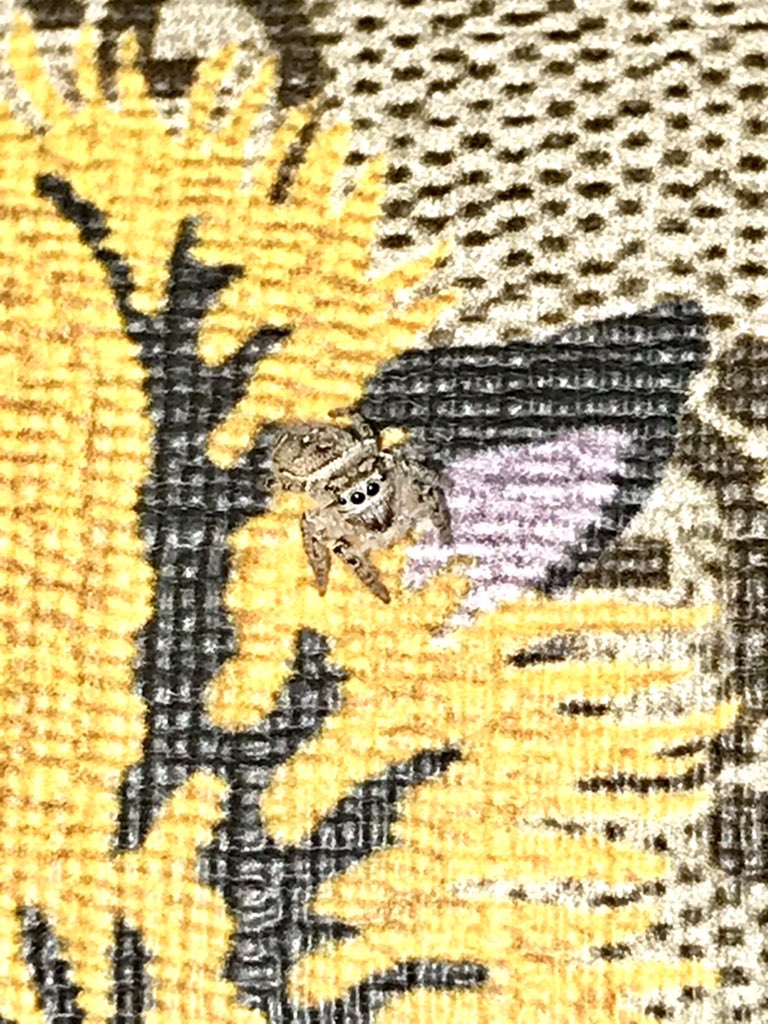 spiders_jumping's tweet photo. We are waiting on our other clutches for some growth of our P.Mystaceus!! Our first batch only had a few and are still growing. Hopefully our other two will have a few more than the first!!
P.Mystaceus babies!
#worldofphids #petstore #petjumpingspiders #phids #furryphids https://t.co/QN4QBBMt14