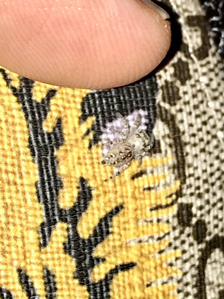 spiders_jumping's tweet photo. We are waiting on our other clutches for some growth of our P.Mystaceus!! Our first batch only had a few and are still growing. Hopefully our other two will have a few more than the first!!
P.Mystaceus babies!
#worldofphids #petstore #petjumpingspiders #phids #furryphids https://t.co/QN4QBBMt14