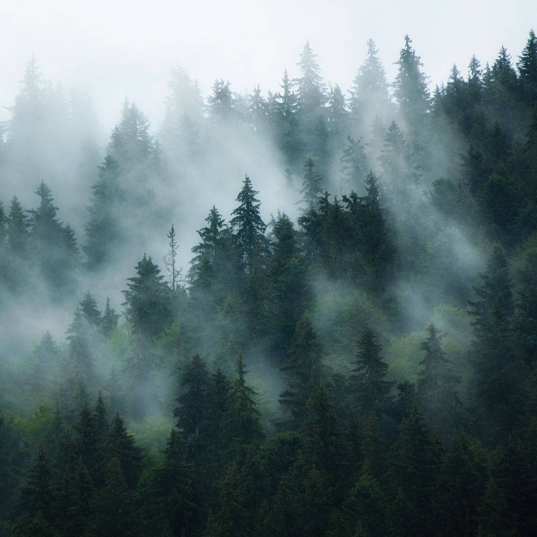 #BlackSpruce is a beauty! 🌲 The #EssentialOil is a rich source of antioxidants and healing properties that fight infection and combat signs aging. ⛰️ Nature is restorative!