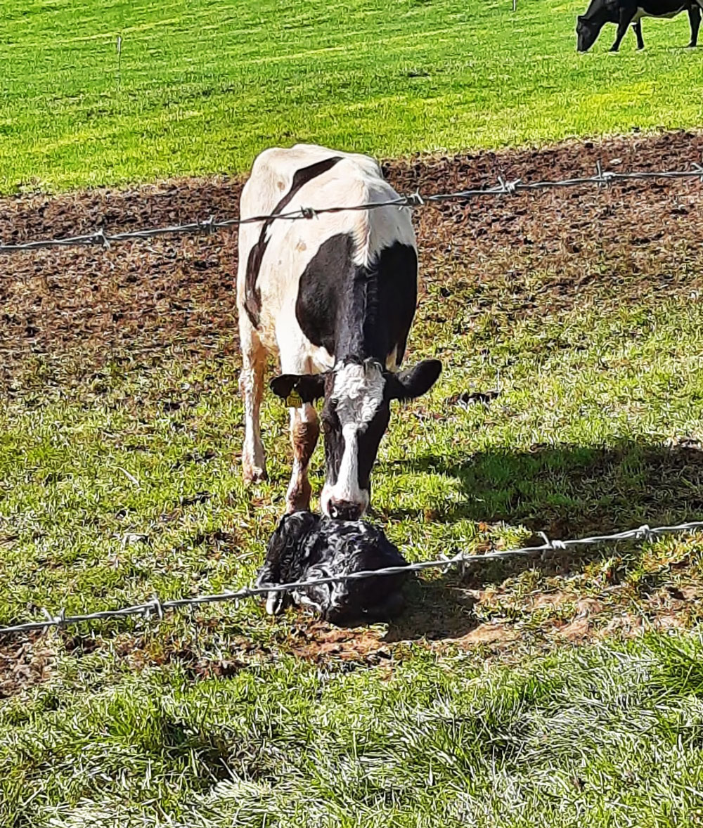 teigntrees's tweet photo. Not something our teams see everyday.... Craig sent in this photo of a newly born calf &amp; it's doting mum. By the time they'd finished their job it was up &amp; suckling happily.
Definitely a #feelgoodfriday moment! Have a great weekend all. #teigntrees #calf #arborists #fridayvibes https://t.co/onM6SnGVwi