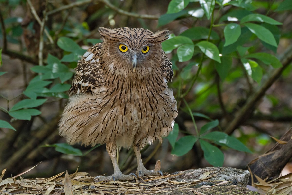We're blowing the cobwebs off our old twitter account, hence the surprised expression on this Brown Fish Owl's face. #birdquest