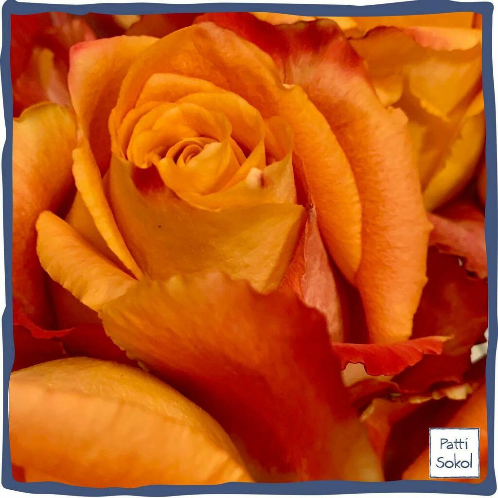 It’s #fridayflowers day. 
.
.
.
.
 #pattisokol #artistsofinstagram #freelanceillustrator #surfacedesigner #atxartist #austinartist  #designer #textiledesigner #austindesigner #illustratorsoninstagram #womenwhodraw #orange #roses #flowerinspiration instagr.am/p/CGr-JxqHj-S/