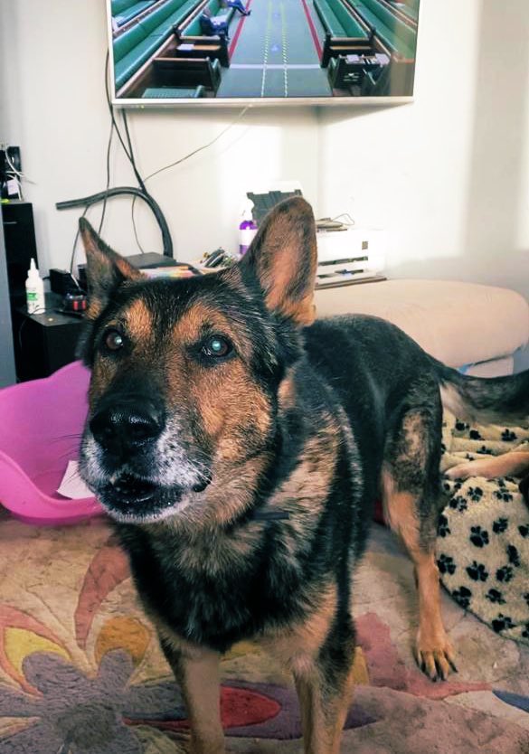 K9Finn's tweet photo. Ladies and Gentlemen, the ayes have it, the ayes have it. 
#FinnsLawPart2 moves on to the next level, the committee stage. Time is short and there is much work to be done but today is a big step forwards, albeit a long awaited big step forward. 
Thank you, everyone of you. https://t.co/nYanU4R99M
