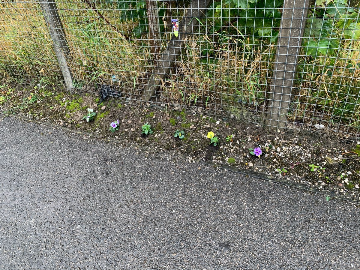 FOMRS1's tweet photo. ... freshening up troughs and planters, creating some winter colour with bulbs and pansies provided by @ManCityCouncil ... https://t.co/41zqdhqNrJ