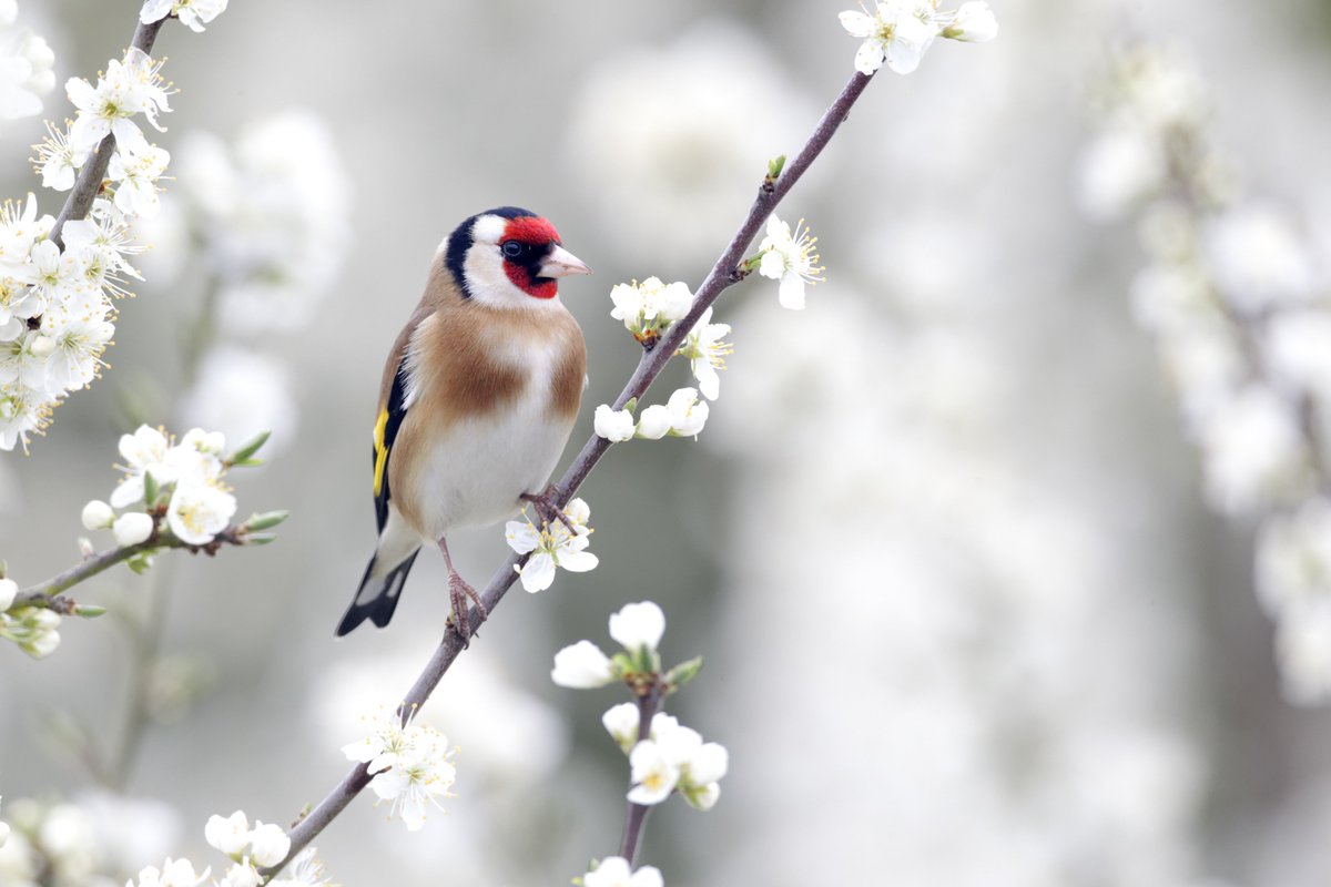 Happy Friday! 🐦

Which birds will you be keeping an eye out for this weekend? Comment below 👇

#Birdwatching #Friday #BirdiesBoost 🍂