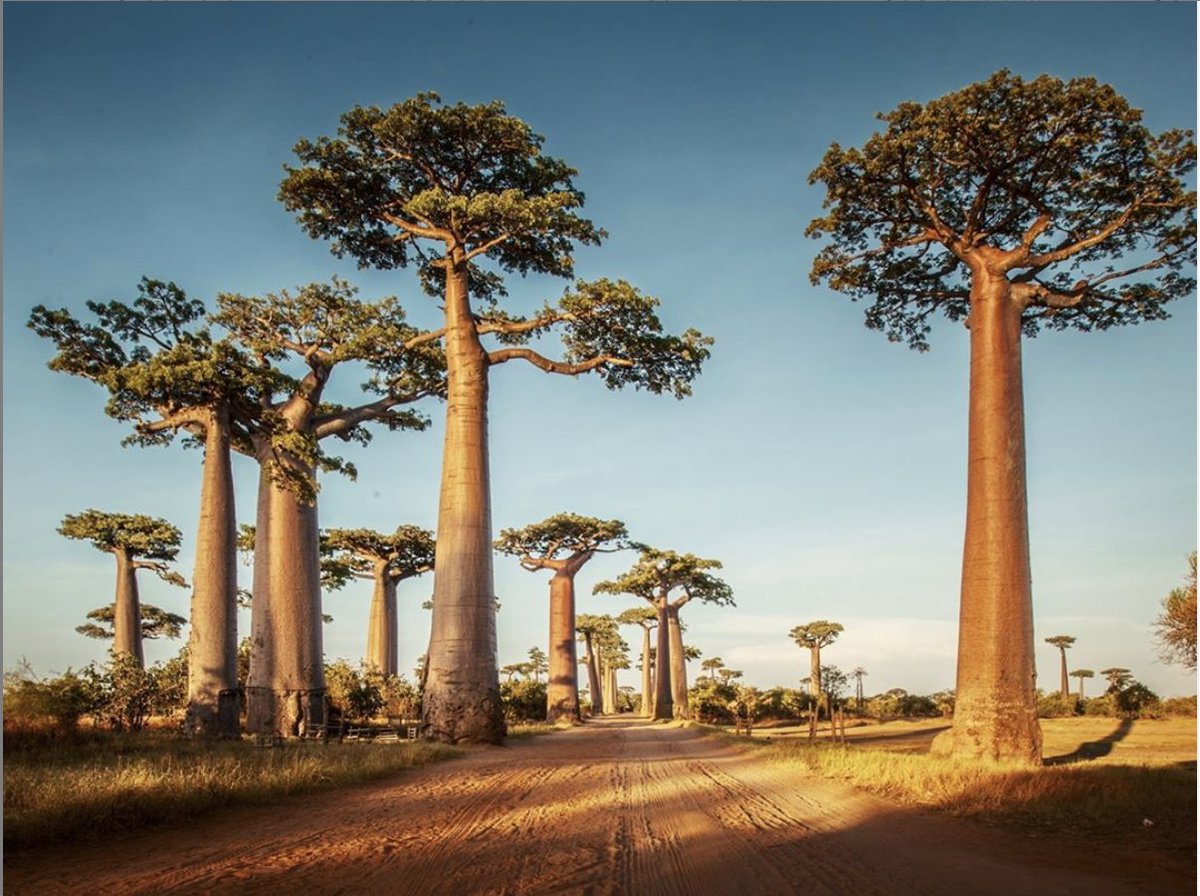 brewbottleN17's tweet photo. Unrooted Drinks; bottled at Brew &amp; Bottle.⁣⁣⁣⁣⁣⁣
⁣⁣⁣⁣⁣⁣
· Baobab Boost · ⁣Mighty Ginger · ⁣CBD 20MG
· ⁣ACV Defence · ⁣Pom Passion

Find #Unrooteddrinks vibrant immune boosting range made w/ the incredible legendary #African #baobab superfruit @sainsburys &amp; online. https://t.co/SKZcWXai1D