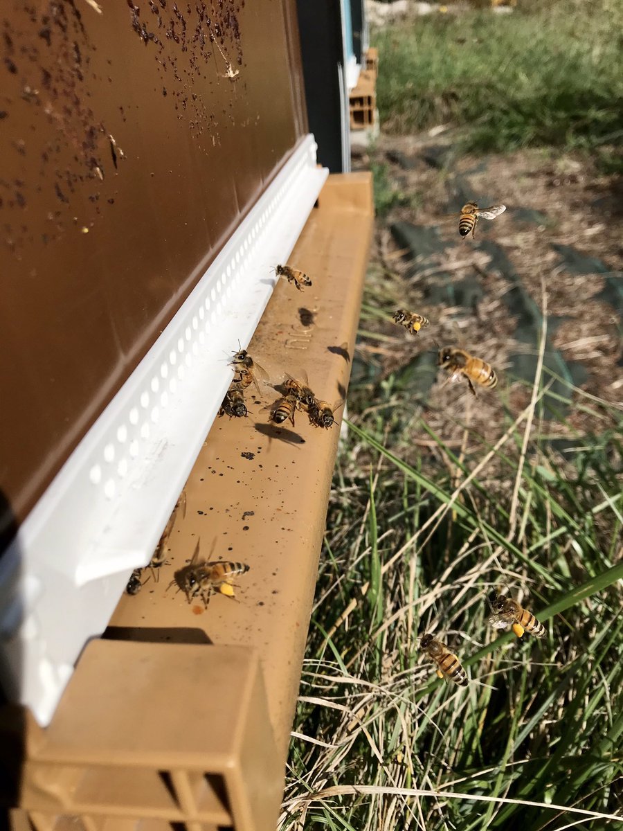cdabeille's tweet image. Les #ruches sont-elles en pleine forme pour l’hiver ? ❄️
On regarde la régularité du #couvain, la santé des #abeilles, la pression en #varroa et les provisions. 🍯 
Réunion et sirop selon. 
Vivement le retour du beau temps et de la chaleur ! ☀️ #apiculture