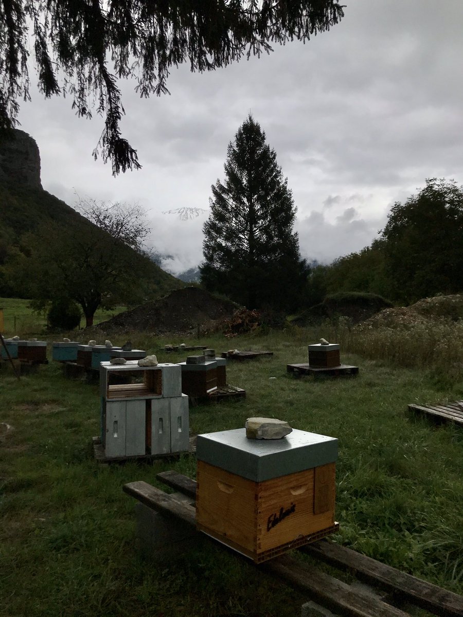 cdabeille's tweet image. Les #ruches sont-elles en pleine forme pour l’hiver ? ❄️
On regarde la régularité du #couvain, la santé des #abeilles, la pression en #varroa et les provisions. 🍯 
Réunion et sirop selon. 
Vivement le retour du beau temps et de la chaleur ! ☀️ #apiculture