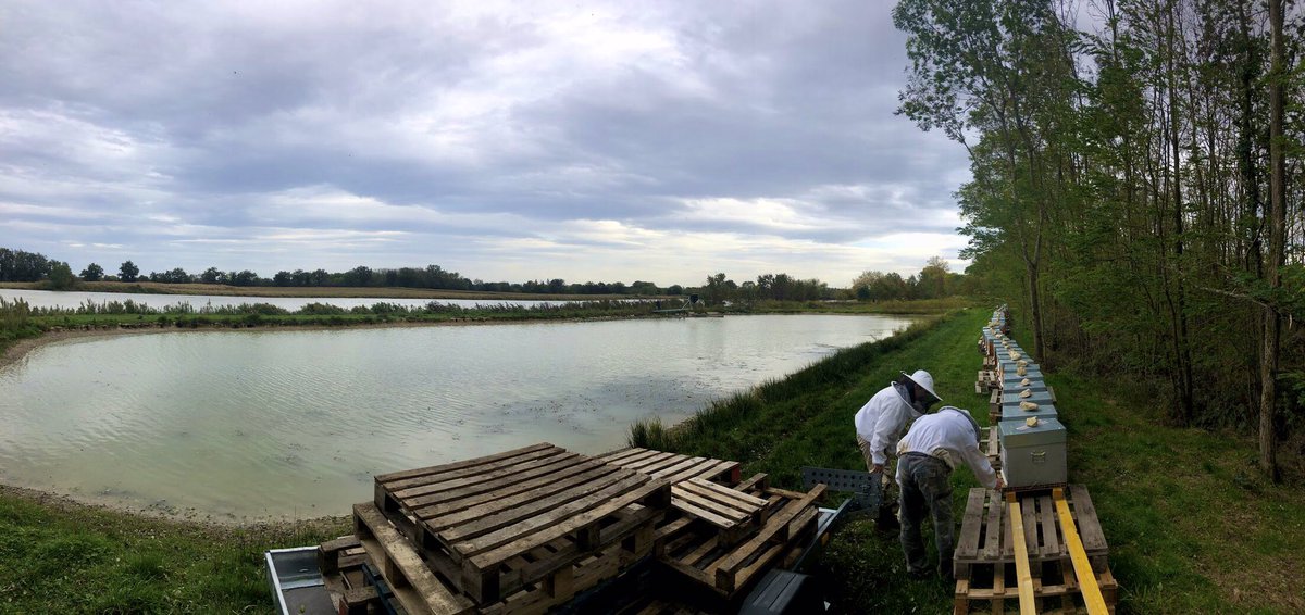 cdabeille's tweet image. Les #ruches sont-elles en pleine forme pour l’hiver ? ❄️
On regarde la régularité du #couvain, la santé des #abeilles, la pression en #varroa et les provisions. 🍯 
Réunion et sirop selon. 
Vivement le retour du beau temps et de la chaleur ! ☀️ #apiculture