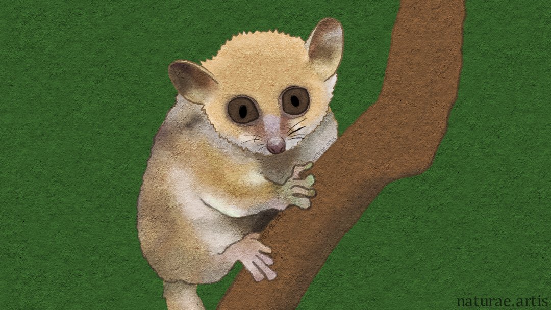 danaxheng's tweet photo. #WorldLemurFestival day 21: Microcebus, family Cheirogaleidae. Also commonly called mouse-lemurs because of their size and look. Do you remember Mort from Dreamwork's Madagascar? 👀 #digitalart #art #wildlife #madagascar #Microcebus https://t.co/fc6Iu0kV9W
