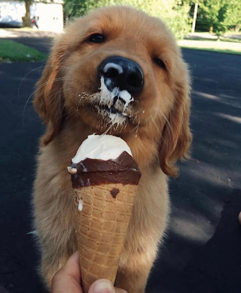 TechnogelA's tweet photo. 🍨🍦 TGIF!  Have an awesome weekend!🍨🍦
#technogelusa #TGIF #icecream #gelato #icecreammachine #gelatomachine #whippedcreammachine #frozenfood #food #foodproduction #dogs https://t.co/U4T03oVoYu