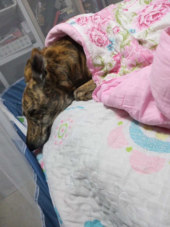 언니의 이불과 침대는 뺏어야 제맛이죠
-개아치 라떼선생