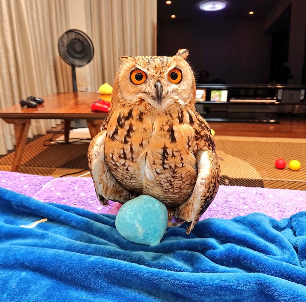 ハリー ポッターと賢者の石