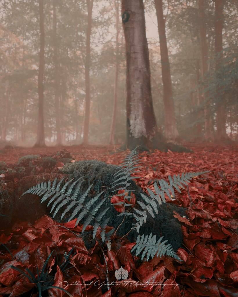 Gilbert_Yates's tweet photo. Fern.
•
•
•
•
•
#forest #trees #autumn #nature #photography #naturephotography #photooftheday #hiking #tree #love #landscapephotography #sunrise #mist #leaves #foggy #woods #fern #plants #green #naturelover #plant #ferns #misty #plantsofinstagra… https://t.co/aeN0kl9Udp https://t.co/EJQqPGeKrS