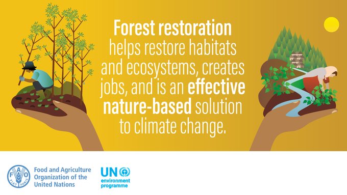 FAOForestry's tweet image. Forest restoration helps restore habitats and ecosystems, creates jobs, and is an effective nature-based solution to climate change. 

Learn more in @FAO's State of the World’s Forests 2020: bit.ly/2GgsAfX 
 
#UNDay #SOFO2020