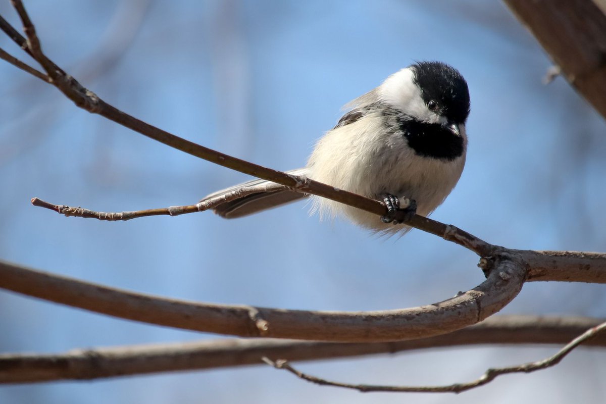 ABbiodiversity's tweet photo. A classic #birb (also a #borb) from @ABMINatureLynx user TLDDesign #FabPhotoFriday #SightingShowcase https://t.co/6o805vzNGg