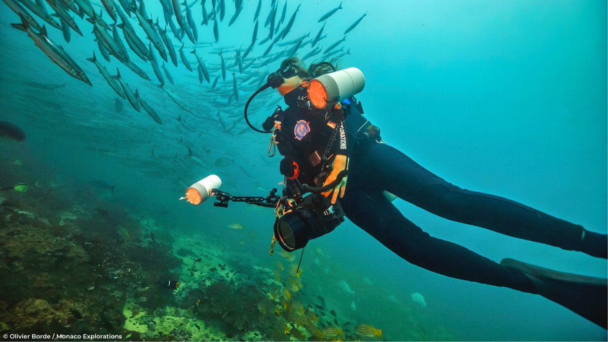 UNESCO's tweet photo. From measuring coral reefs to tracking sharks, scientific research is protecting UNESCO Marine #WorldHeritage.
Dive into the heart of 4 #MonacoExplorations missions @UNESCO’s photo exhibition with the Principality of Monaco to find out more: https://t.co/3MO0W5Z4PV
#OceanDecade https://t.co/2cMsnv3lWW
